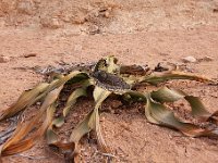 Welwitscha